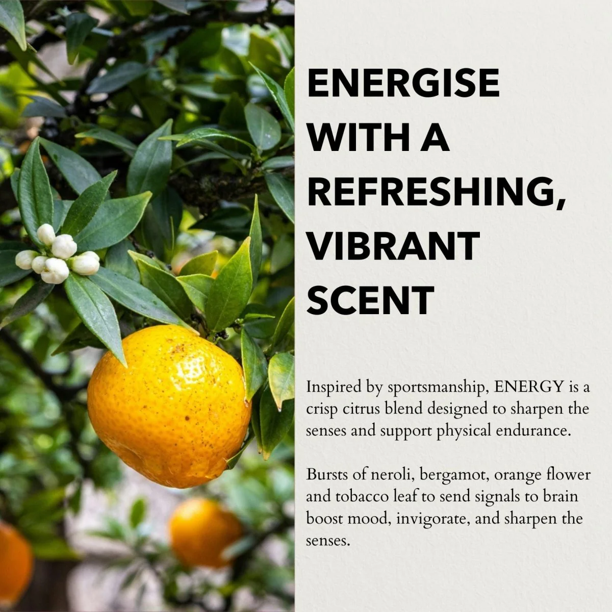 Anatomē - Energy Functional Parfum 10ml - Image 4