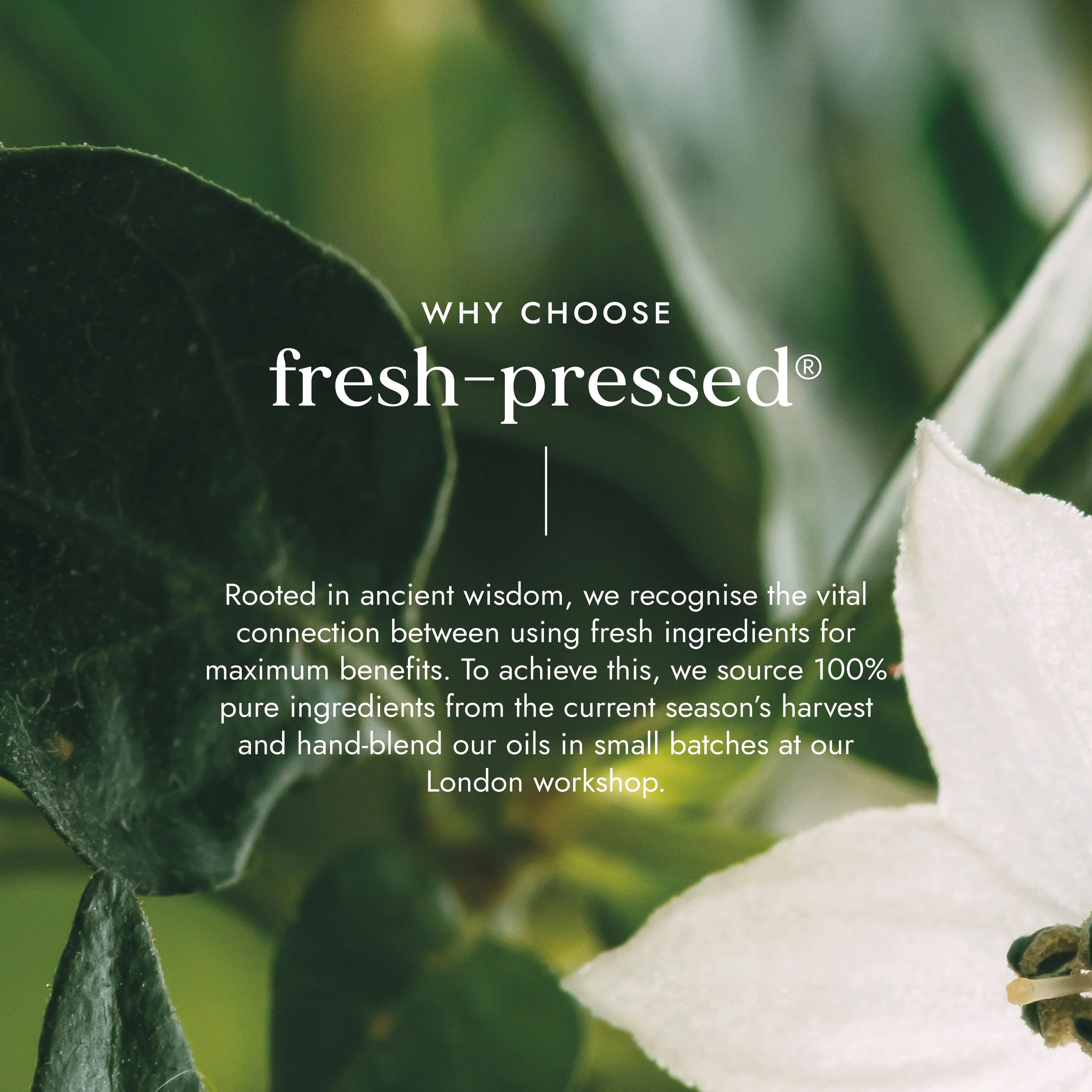 Fushi Wellbeing - Organic Camellia Oil 100ml - Image 6