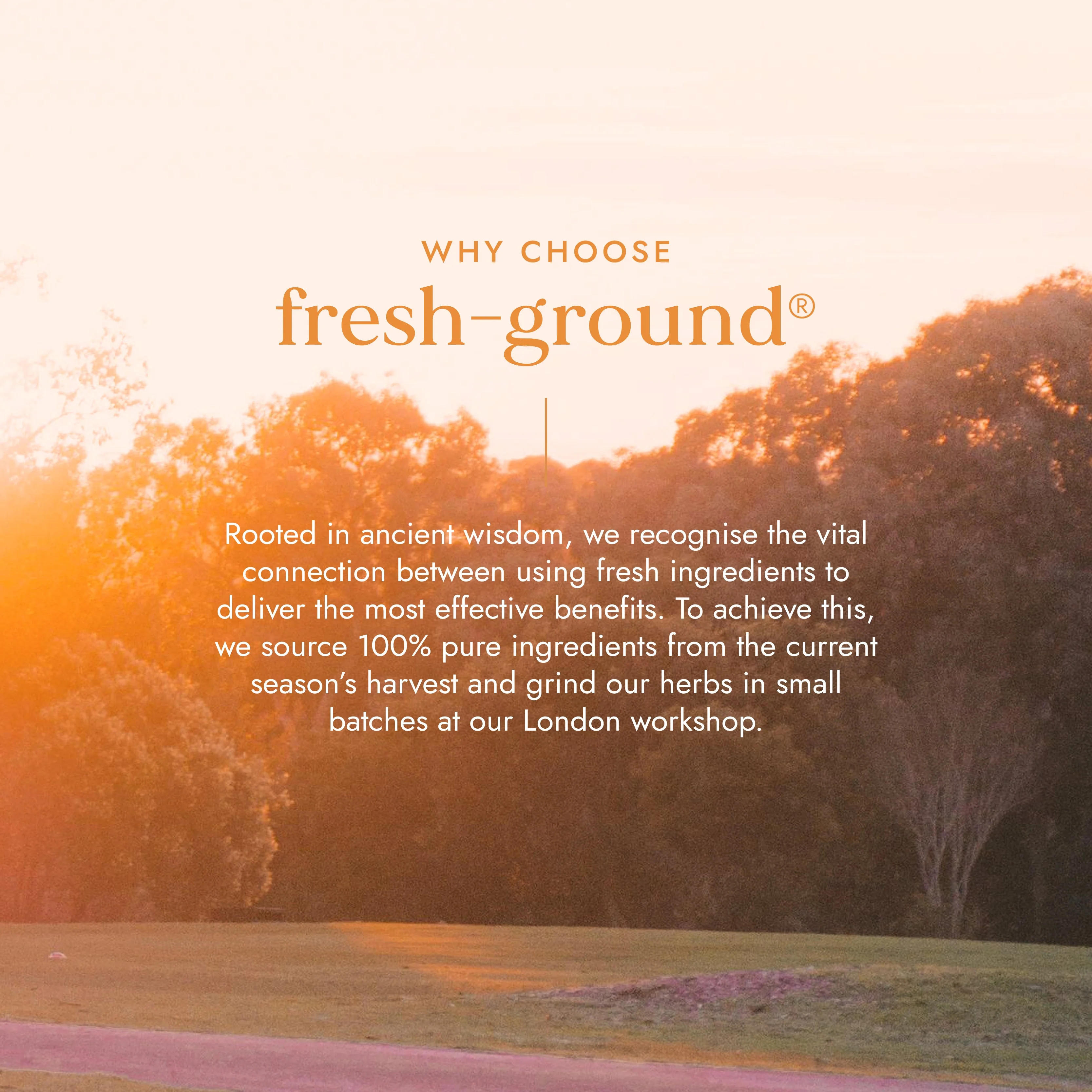 Fushi Wellbeing - Organic Valerian - Image 4