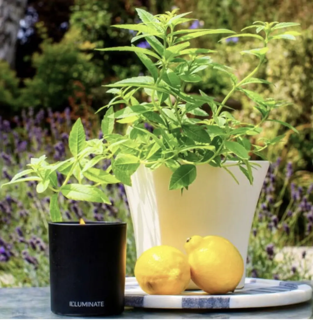 IL LUMINATE Refillable Candles - Candle One - Lemon Verbena - Image 2