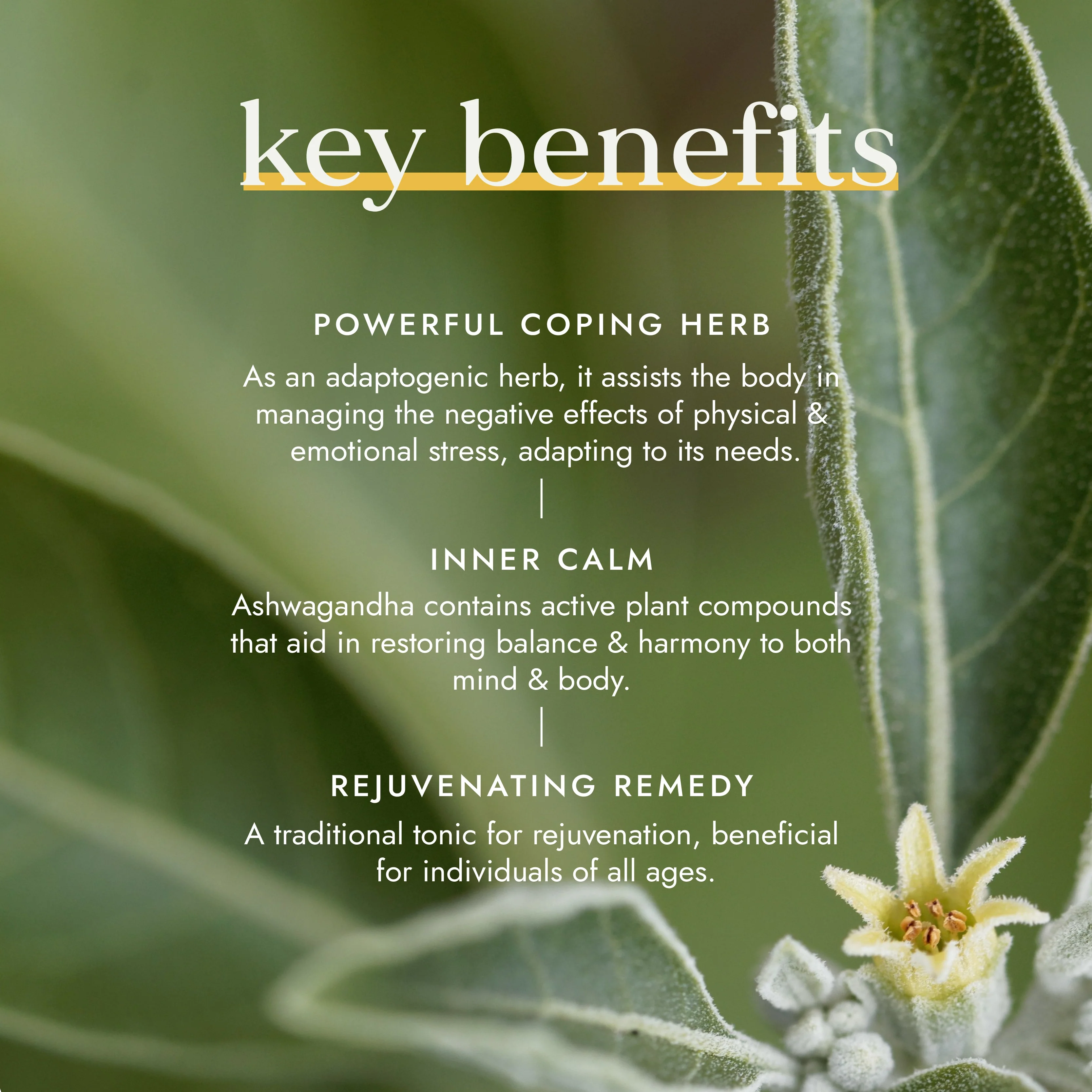 Fushi Wellbeing - Organic Ashwagandha for Stress & Sleep Support - Image 4